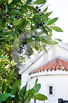 Church of St. Sava in Herceg Novi