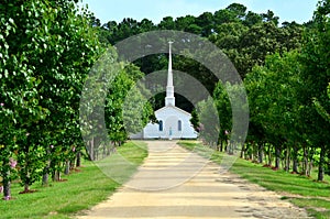 Church Steeple Dirt Road Lined with Trees