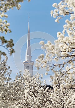 Church steeple framed with white tree blossoms in the spring