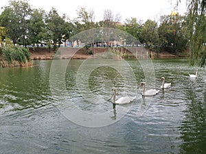 Church, swans, lake, Tiraspol, Moldova