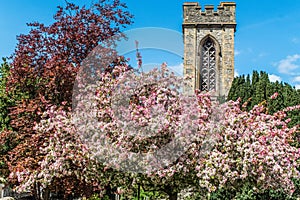 Church tower and belfry with spring blossom