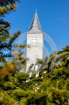 Church tower, blue sky and Picea evergreen branches.
