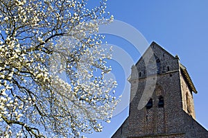 Church tower and flowering magnolia tree, Welsum