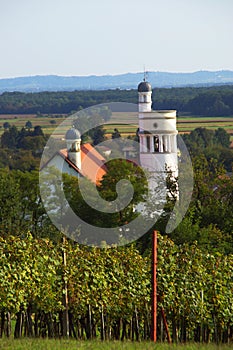 Church And Vineyards In Bogojina, Slovenia