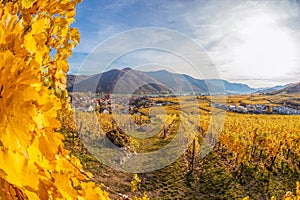 Church in Weissenkirchen village with autumn vineyards in Wachau valley, Austria, UNESCO