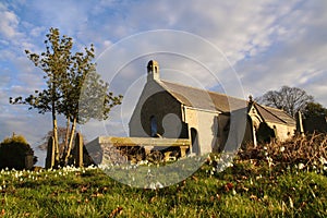 Churchyard and snowdrops