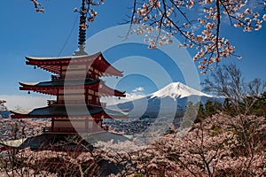 Chureito Pagoda and Mt. Fuji in the spring time with cherry blossoms at Fujiyoshida, Japan. Mount Fuji is Japan tallest mountain