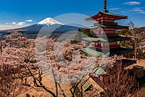 Chureito Pagoda and Mt. Fuji in the spring time with cherry blossoms at Fujiyoshida, Japan. Mount Fuji is Japan tallest mountain