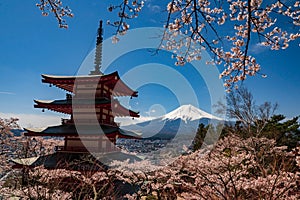 Chureito Pagoda and Mt. Fuji in the spring time with cherry blossoms at Fujiyoshida, Japan. Mount Fuji is Japan tallest mountain