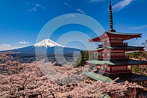 Chureito Pagoda and Mt. Fuji in the spring time with cherry blossoms at Fujiyoshida, Japan. Mount Fuji is Japan tallest mountain
