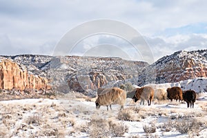 Churro sheep at sunrise grazing on the high plains of New Mexico