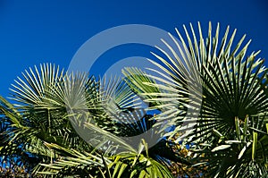 Chusan Palm.