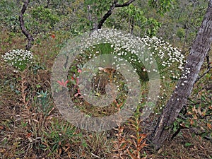 `Chuveirinho`, typical plant of the brazilian savanna