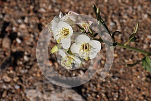 Chylismia Claviformis Bloom - Anza Borrego Desert - 031622