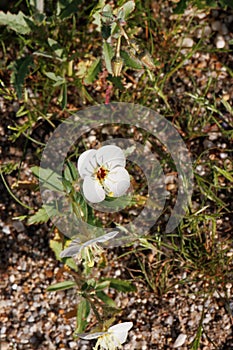 Chylismia Claviformis Bloom - Anza Borrego Desert - 031622