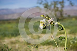 Chylismia claviformis browneyes or brown-eyed primrose wildflowers, Anza Borrego Desert State Park, California