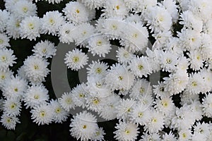 chysanthemum flowers