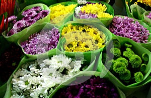 Chysanthemum for sale photo