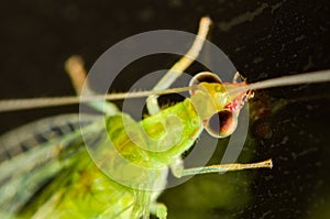 Chysoperla rufilabris green lacewing closeup