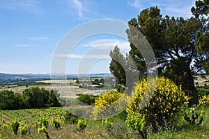 ChÃ¢teauneuf-du-Pape Landscape