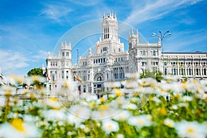Cibeles Palace building view through chamomile flowers in Madrid
