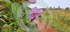 Cibinong Bogor Indonesia Agustus 2021 _ flower seedy