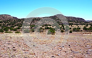 Cibola National Forest near Socorro, New Mexico photo