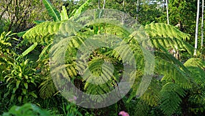 Cibotium barometz (golden chicken fern, woolly fern) In nature