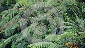 Cibotium barometz (golden chicken fern, woolly fern) In nature