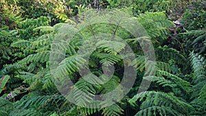 Cibotium barometz (golden chicken fern, woolly fern) In nature