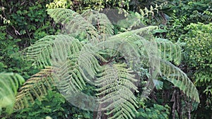 Cibotium barometz (golden chicken fern, woolly fern) In nature