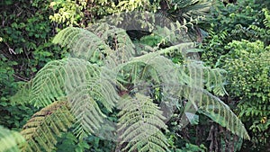 Cibotium barometz (golden chicken fern, woolly fern) In nature