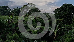 Cibotium barometz (polypodium barometz, woolly fern) In nature