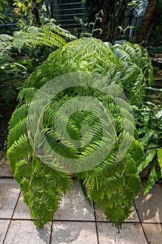 Cibotium regale - common name royal cibotium or royal Mexican tree fern