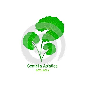 Cica vector illustration. Gotu kola icon logo template. Centella Asiatica ecological concept. Green leaf for organic