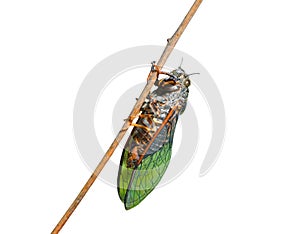 Cicada 1
