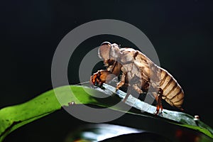 Cicada