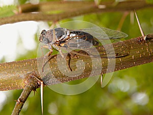 Cicada
