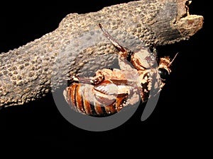 Cicada