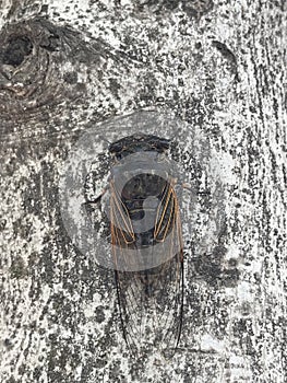 cicada