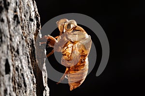 Cicada