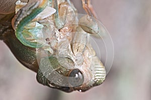 Cicada
