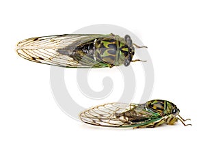 Cicada