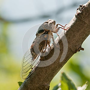 Cicada