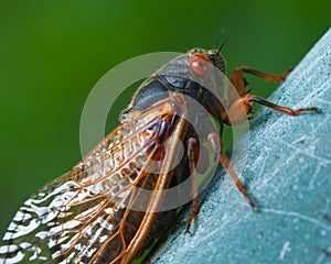 Cicada