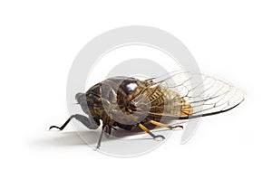 Cicada