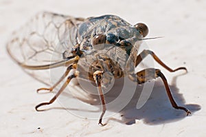 Cicada