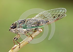 Cicada photo