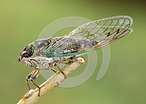 Cicada