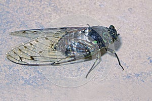 Cicada